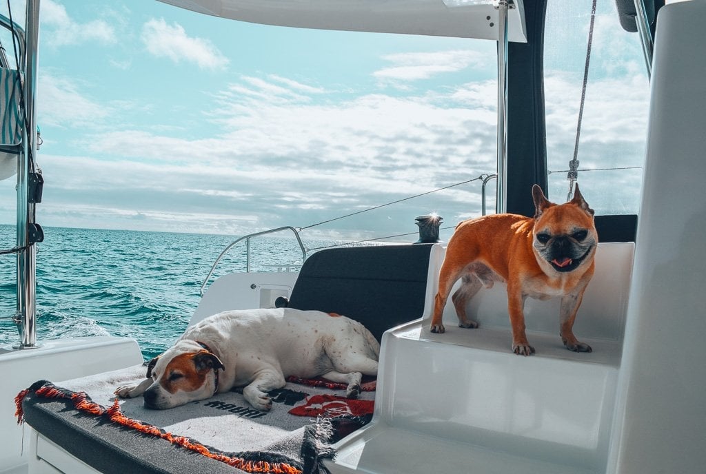 full-time travel with dogs